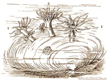 Gonactinia prolifera M. Sars. kagylhjon. 1 = oszls kzben, 2 = bimbzva