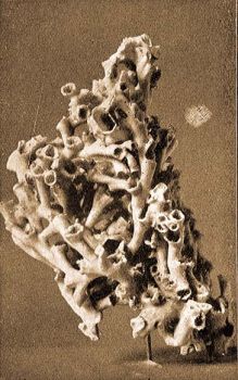 Szemkorall, Lophelia prolifera Pall