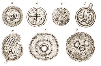 A Colpoda cucullus O. F. Mll. betokozdsa. a-d = az oszlcysta, e = a ksz szervezet, mely tprgeit rti, htul a lktethlyag, fr = tarts cysta hrmas fallal, g = ugyancsak tarts cysta, melyben a ngy egyed kln tokozta be magt (Kkenthal-Krumbach: Hdbuch d. Zool. Bd. 1.)