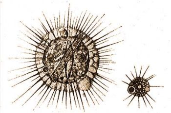 Actinophrys sol Ehrbg. (Eyferth-Schnichen: Einfachste Lebensformen, Bd. 1.) 6. Actinosphaerium eichhorni Ehrbg. (Eyferth-Schnichen: Einfachste Lebensformen, Bd. 1.)