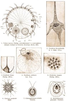 1. Volvox aureus Ehrbg. (rvidtseket l. a szvegben). (Stempel: Zoologie im Grundriss). 2. Ceratium hirundinella O. F. Mll. 3. Ceratium tripos Ehrbg. 4. Eudorina elegans Ehrbg.  5. Noctiluca miliaris Sur. 6. Gonium pectorale Mll. (eredeti). 7. Chlamydomonas nivalis (eredeti).  8. Haematococcus pluvialis Reichen.