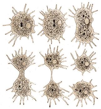 Amoeba polypodia M. Sch. egyenes kettoszlsa.