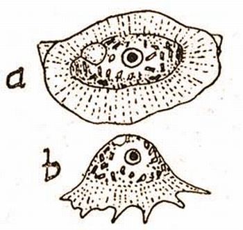 Cochlipodium bilimbosum Auerb. a) fllrl, b) oldalrl