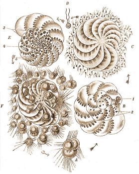 Polystomella crispa L. nemzedkvltakozsa a nylak irnyban. A) fiatal, B) kifejlett nagykamrs egyn, C) rajzkpz, D) rajz (flagellospora), E) kiskamrs egyn, F) rajzkpz, a rajzk itt llbasok. 1-4 = magvak, 5 = a protoplazmban felporlott magllomny. 